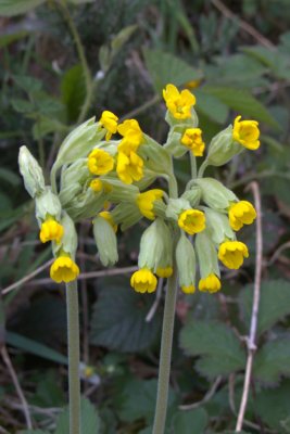 Cowslips