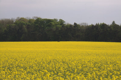 Rapeseed