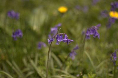 Bluebells