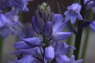 Bluebells Close Up