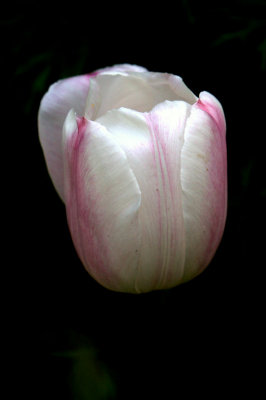 Tulip