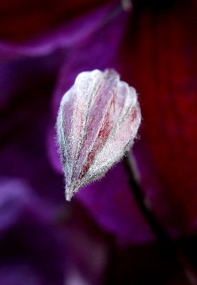 Clematis Bud
