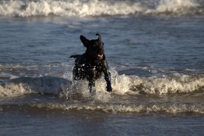 Mad Dog