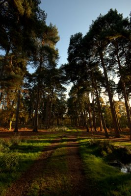 Strensall Common