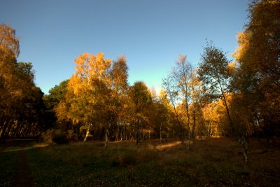 Strensall Common