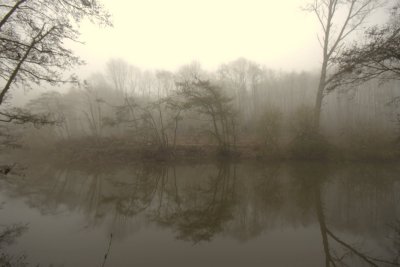 Foggy Reflections