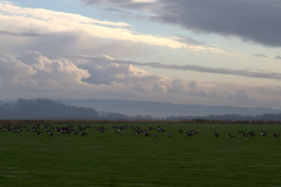 Canada Geese Near Castle Howard