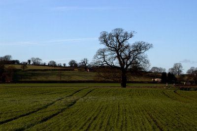 Fields Near Kirkham Abbey