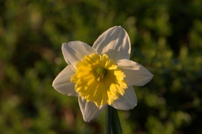 Daffodil