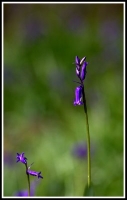 Bluebells