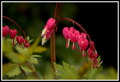 Bleeding Hearts