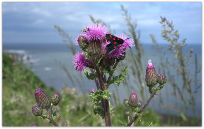 Moth And Thistle