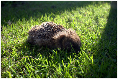 Hedgehog