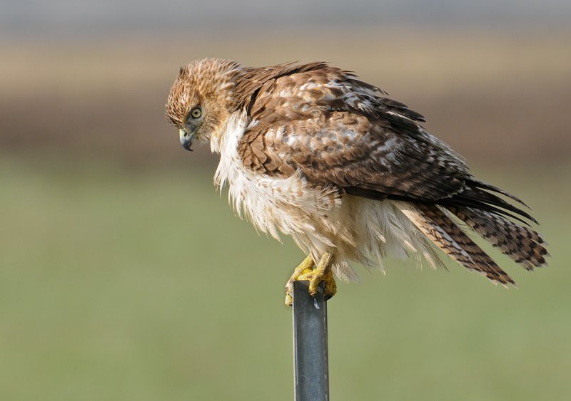 Red-Tailed Hawk