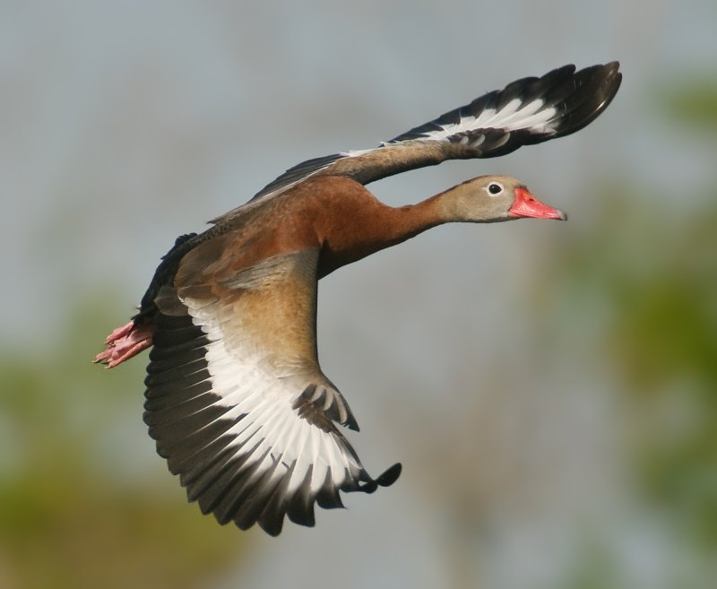 Black-bellied Whistling Duck