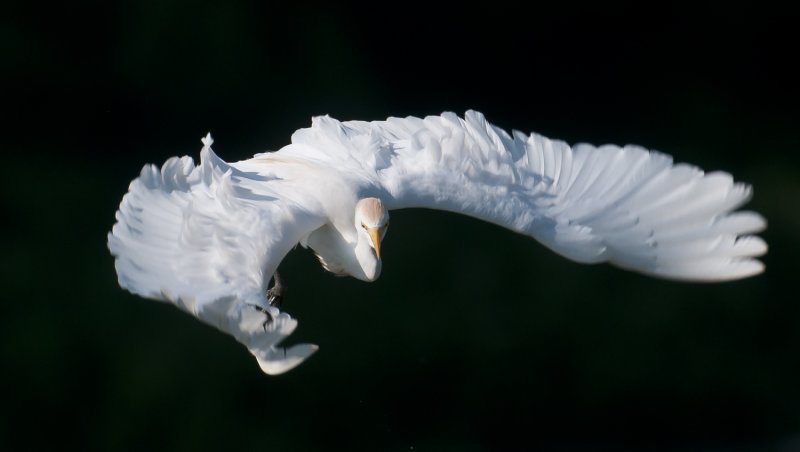 Cattle Egret