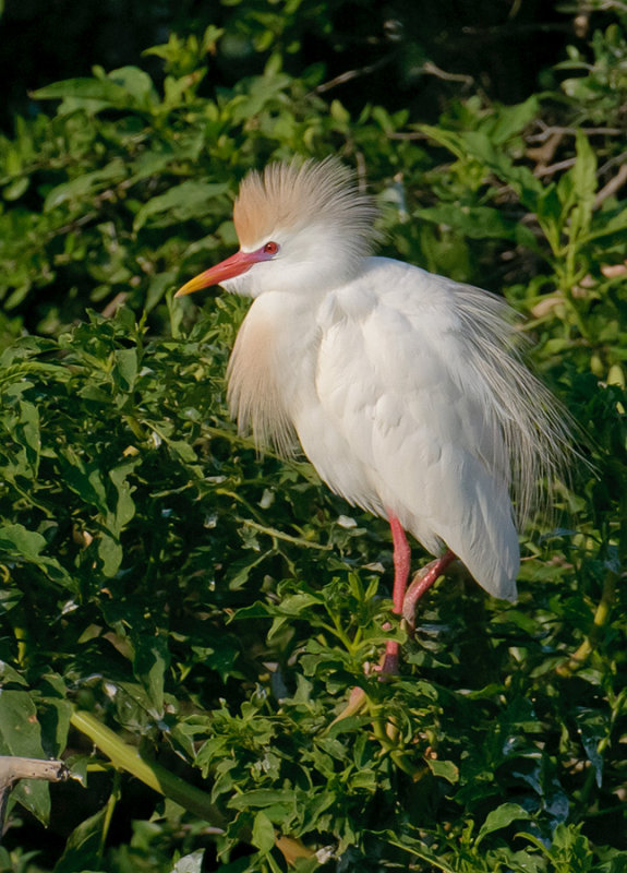 Cattle Egret