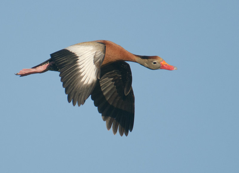 Black-bellied Whistling Duck