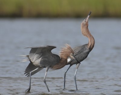 Reddish Egrets