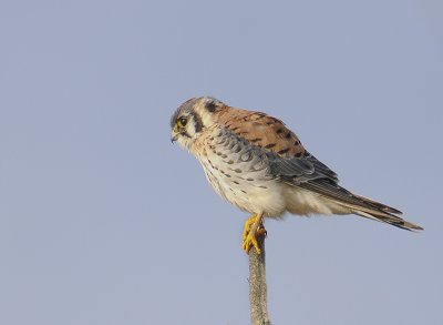 American Kestrel