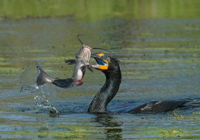Anhinga's, Cormorants and Pelicans