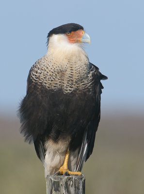 Crested Caracara