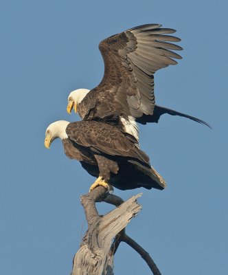American Bald Eagles