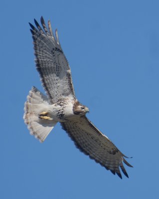 Red-tailed Hawk