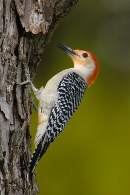 Red-bellied Woodpecker