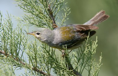 Northern Parula