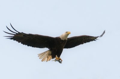 Bald Eagle