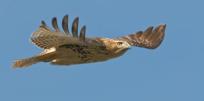 Red -tailed Hawk