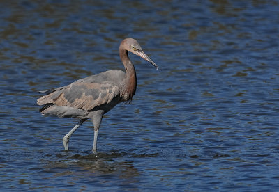 Reddish Egret