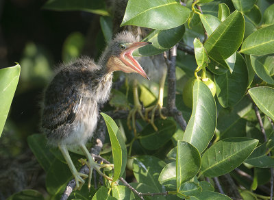 Green Heron chick