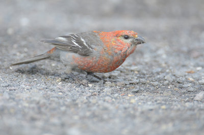 Pine Grosbeak