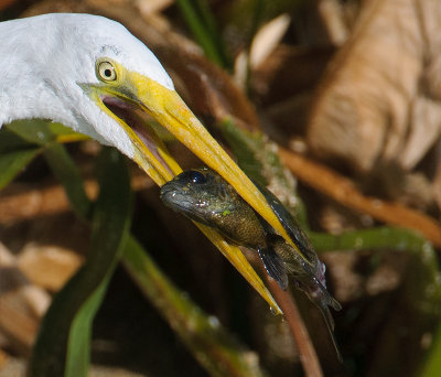 Great Egret