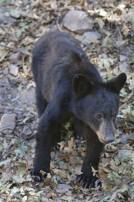 Black Bear