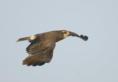 Snail Kite