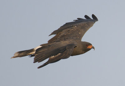 Snail Kite