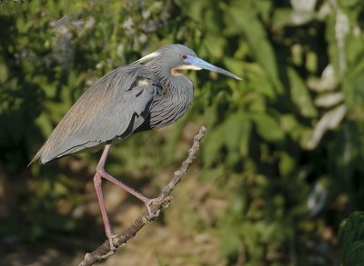 Tri colored Herons