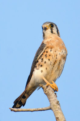 American Kestrel