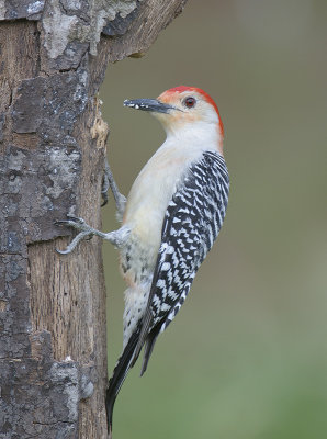 Red-bellied Woodpecker