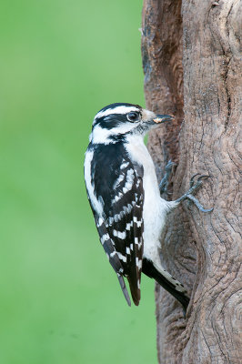 Downy Woodpecker