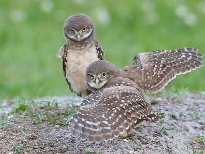 Burrowing Owl chicks