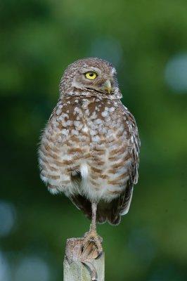 Burrowing Owl