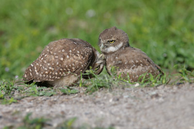 Burrowing Owl chicks