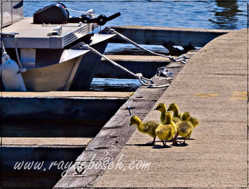 goslings...to jump or not to jump!