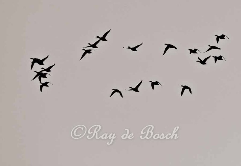 Migration at Schiawassee Wildlife Refuge
