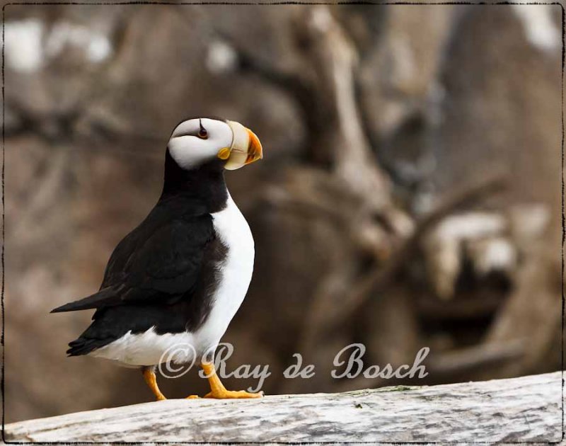 a tuffted puffin