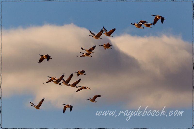 Migration in Saginaw, MI